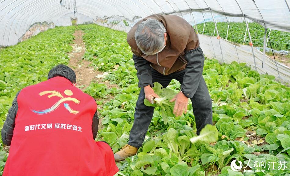 锡山区锡北镇种植户采摘蔬菜。陈惠初摄