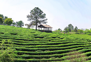  Chunqing Tea Garden