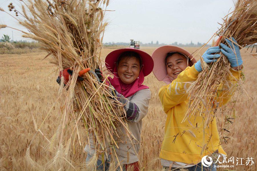 南京市高淳區勝利圩片區高標准農田小麥開鐮收割。韋東寧攝