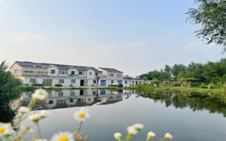 新区盘城街道推进河塘清理工程，让乡村因水而美