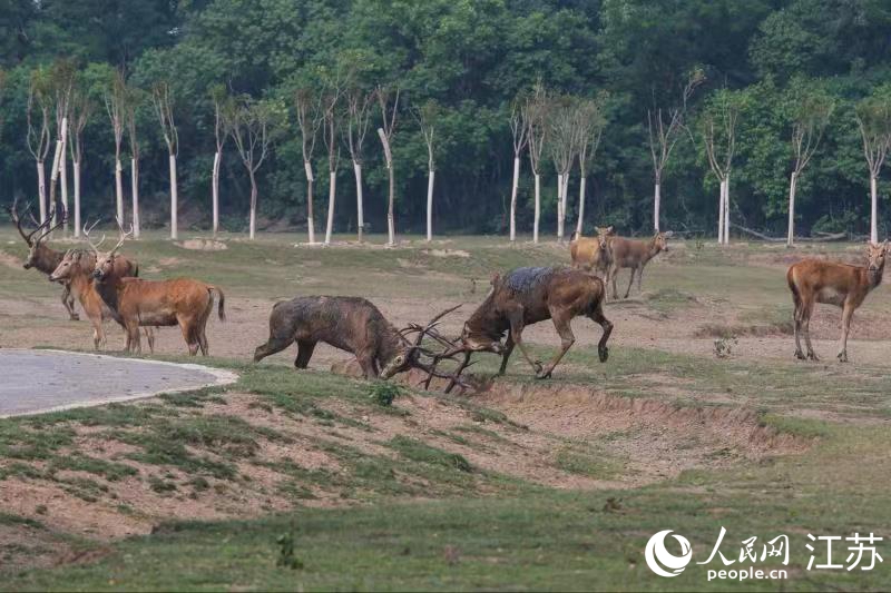 雄鹿互頂犄角論輸贏。 江蘇省大豐麋鹿國家級自然保護區供圖