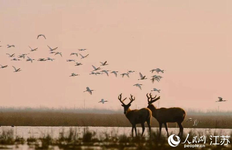 麋鹿與海鳥和諧共處。江蘇省大豐麋鹿國家級自然保護區供圖