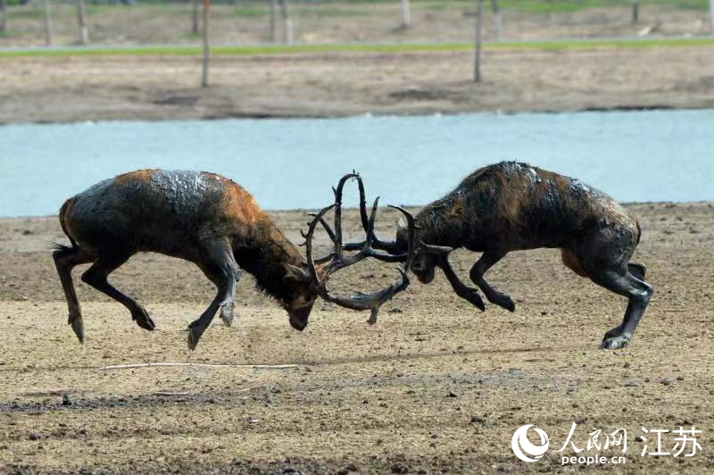 麋鹿身上的泥土是其作為自己表達雄性氣息的裝飾。江蘇省大豐麋鹿國家級自然保護區供圖