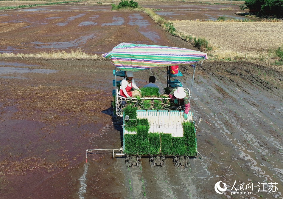 金湖縣農民借助農機提高夏種效率。人民網 冷金明攝