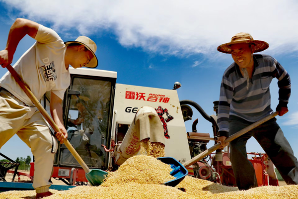图为东海县两农民在收获今夏高产的小麦。东海县委宣传部供图。