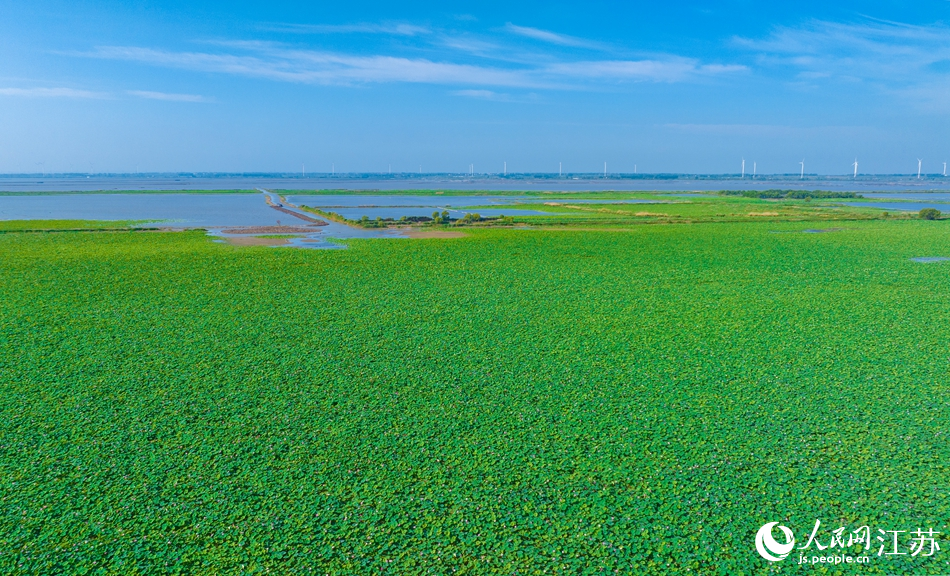 泗洪县洪泽湖湿地国家级自然保护区内，一望无际的荷花进入盛花期。张连华摄
