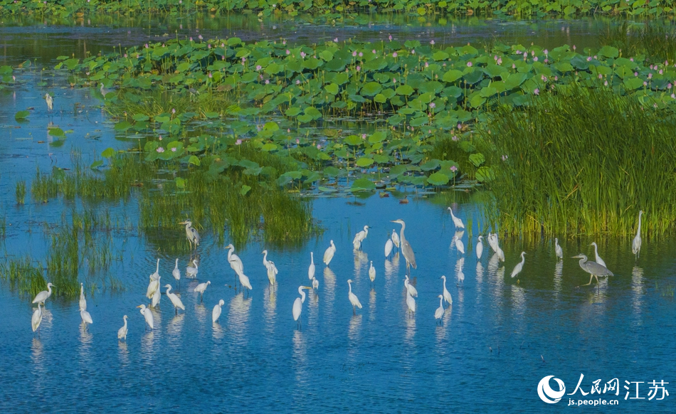 泗洪县洪泽湖湿地国家级自然保护区，成群的白鹭在此嬉戏。张连华摄