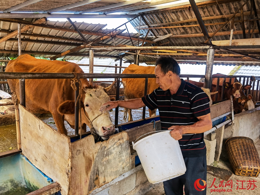 秧洛村村民在“牛十三條”補助下飼養新品種肉牛。人民網 周夢嬌攝