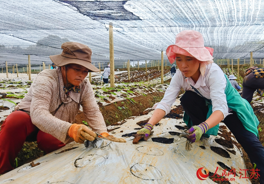 土地流轉后的村民在中藥材企業務工。人民網 周夢嬌攝
