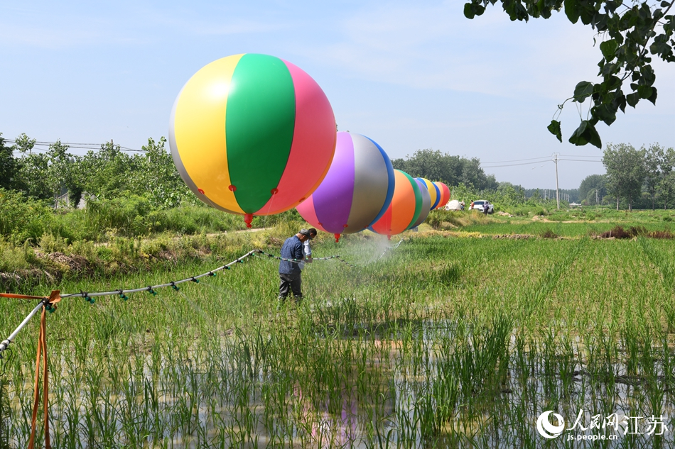 江苏泗洪县孙园镇水稻种植大户利用氢气球喷洒农药，防治水稻病虫害。薛为传摄 
