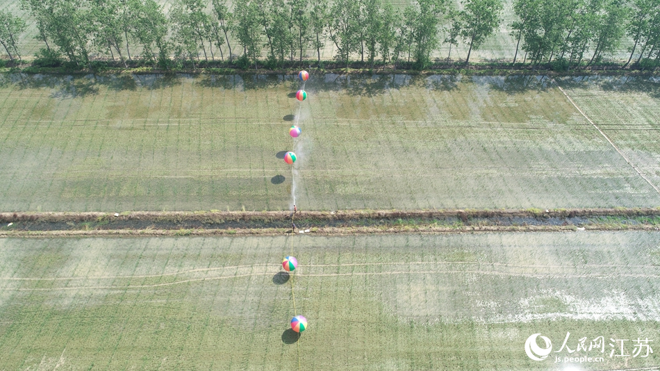 江蘇泗洪縣孫園鎮水稻種植大戶利用氫氣球噴洒農藥，防治水稻病虫害。薛為傳攝