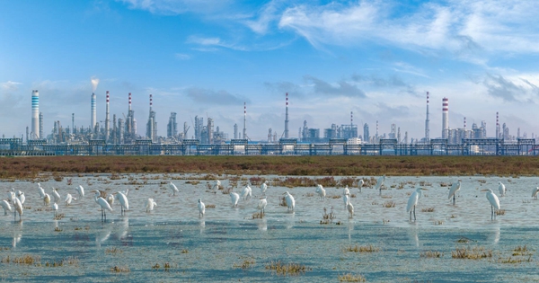 图为连云港石化产业基地，一群白鹭在水中休憩。徐圩新区供图