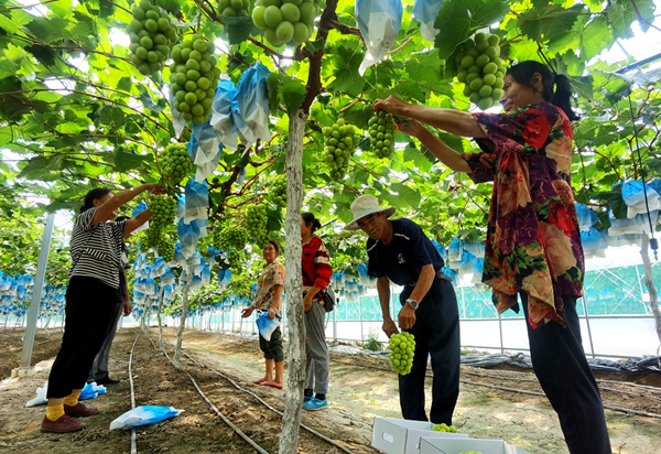 图为工人正在采摘成熟的“阳光玫瑰”。灌南县委宣传部供图