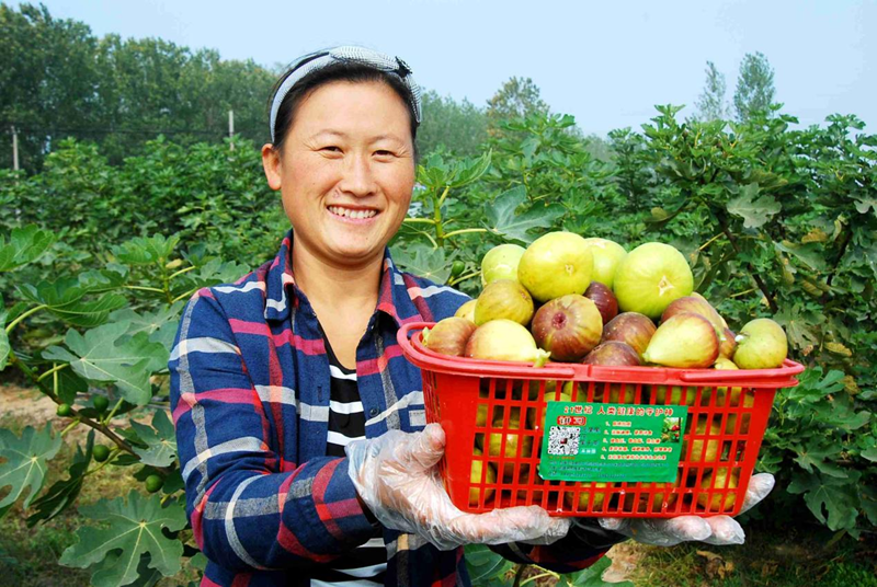 图为一农民正在展示丰收的无花果。东海县委宣传部供图_副本