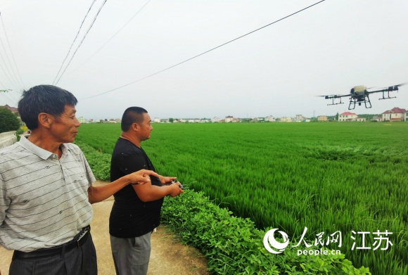 徐林（左）正在指挥无人机“操作员”在稻田喷洒农药。人民网记者王继亮摄