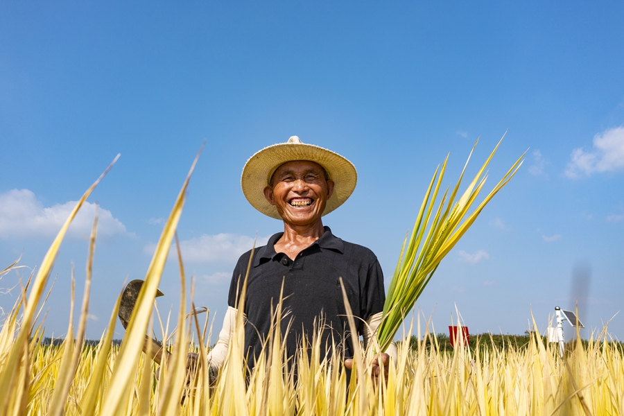 泰州興化市糧食產業園區內水稻收割。周社根攝