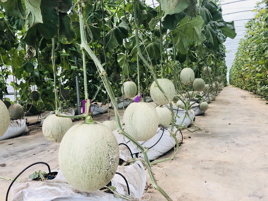 扬州广陵区沙头镇，甜瓜袋式立体栽培初显成效，亩产万余斤。高红胜摄