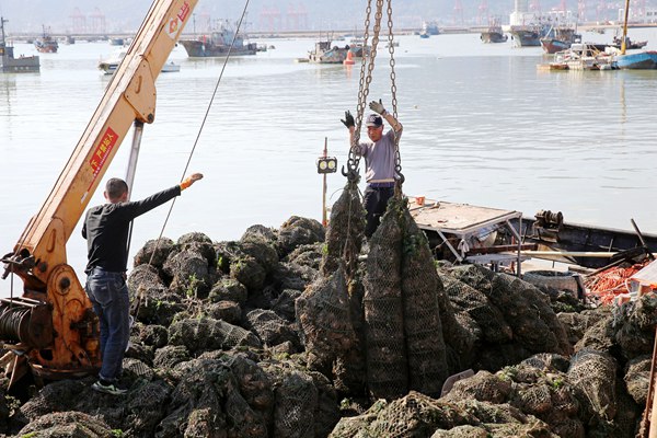 牡蛎苗种被运送出海，带来新希望。朱华南摄
