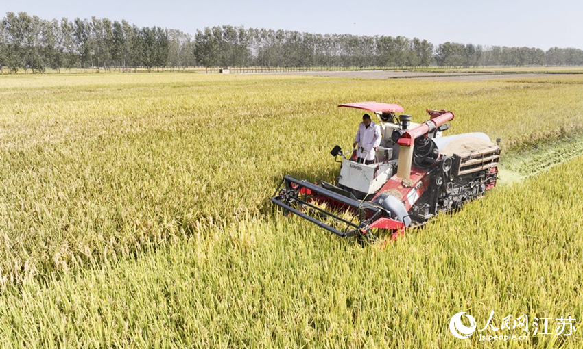 农民驾驶收割机在田间收获水稻。司伟摄