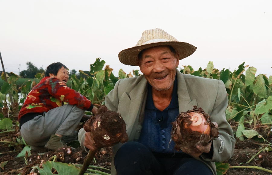 垛田街道征北村農民正在收獲龍香芋。史道智攝