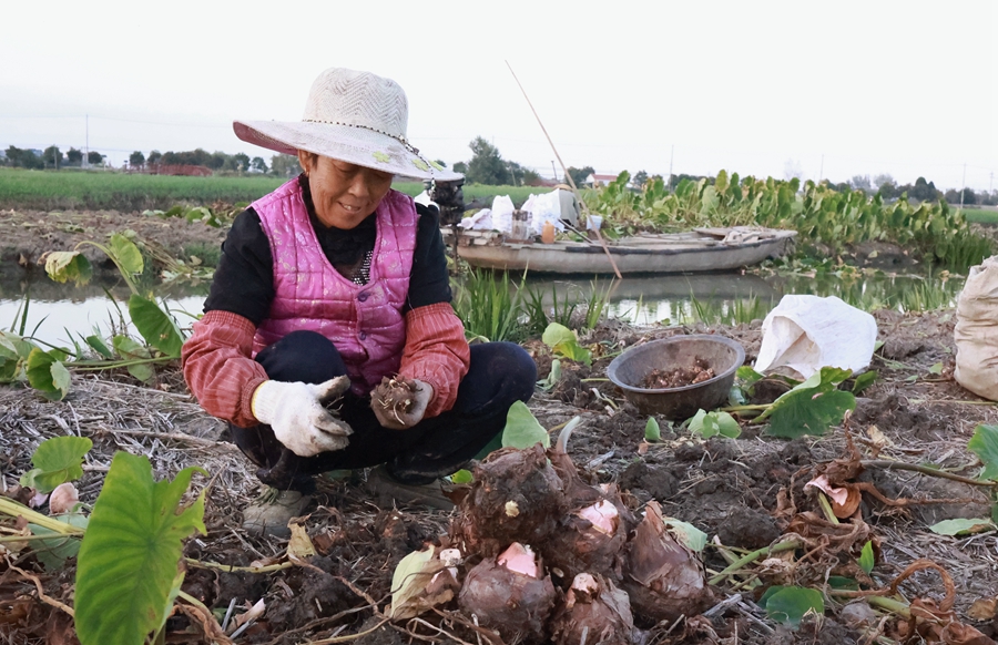 垛田街道征北村農民正在收獲龍香芋。史道智攝