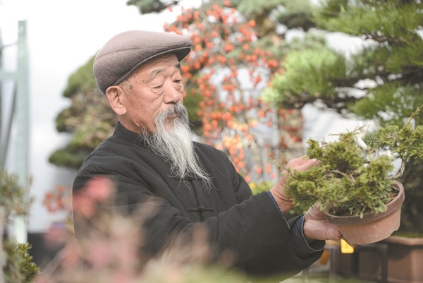 百岁老人赏盆景