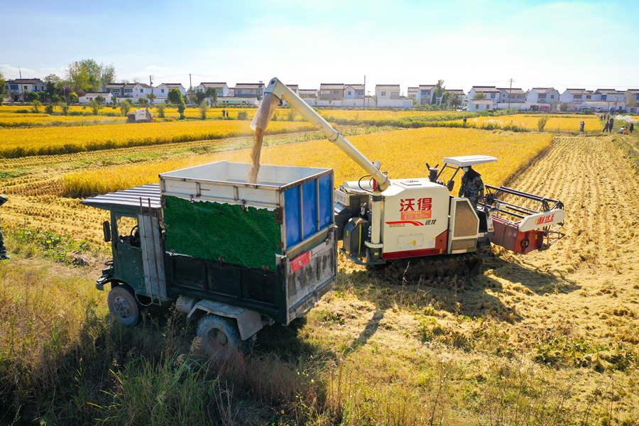 农机将收获的水稻装车。杜森摄
