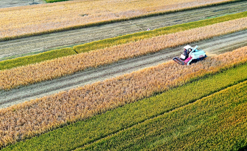 “超级产粮大县”宿迁市沭阳县的水稻加紧收割。丁华明摄