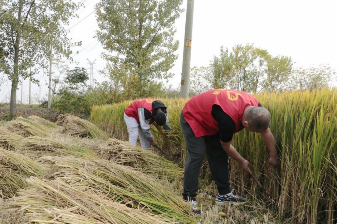  志願者在稻田地割水稻。建湖煙草供圖