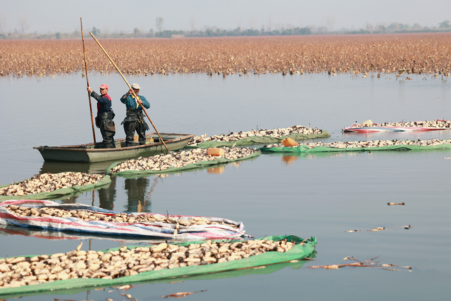 千垛镇农民采收的荷藕在水面排成了“之”字形。史道智摄