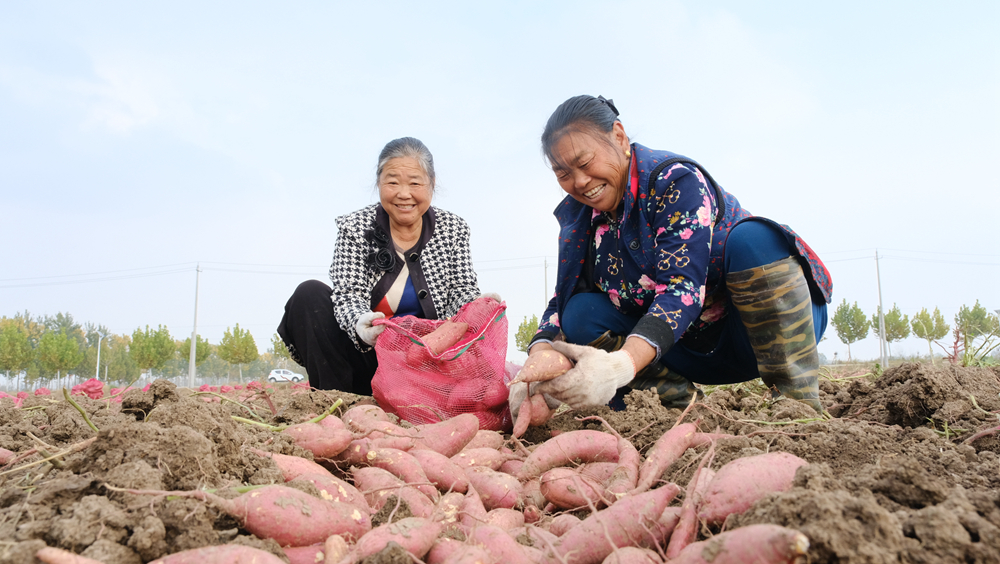 村民们采收红薯。王华摄