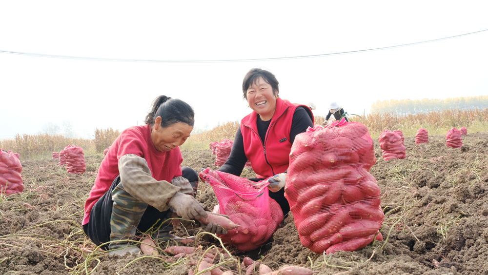 村民們採收紅薯。孫蓀攝