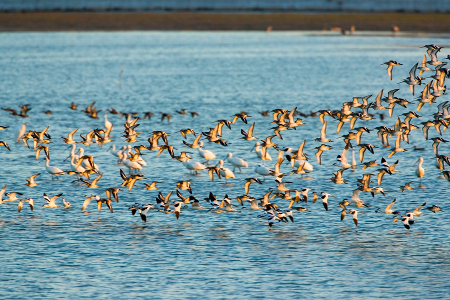 素有“鳥類天堂”的條子泥濕地迎來大量候鳥停歇、換羽和越冬。單中華攝