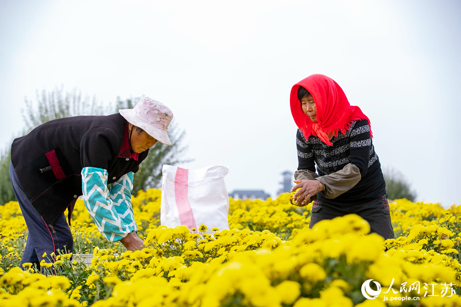 村民忙著採摘菊花。湯德宏攝