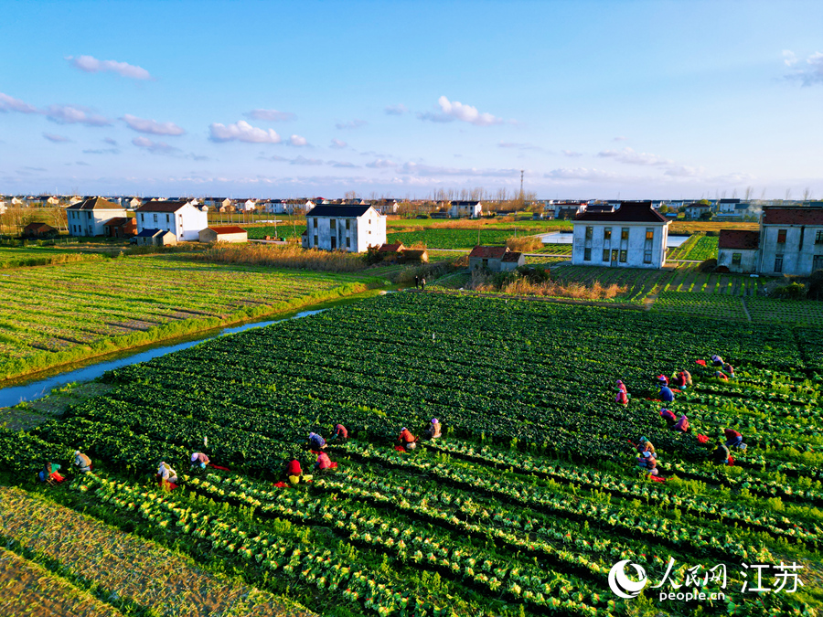 村民正在采摘新鲜蔬菜。人民网记者 王继亮摄