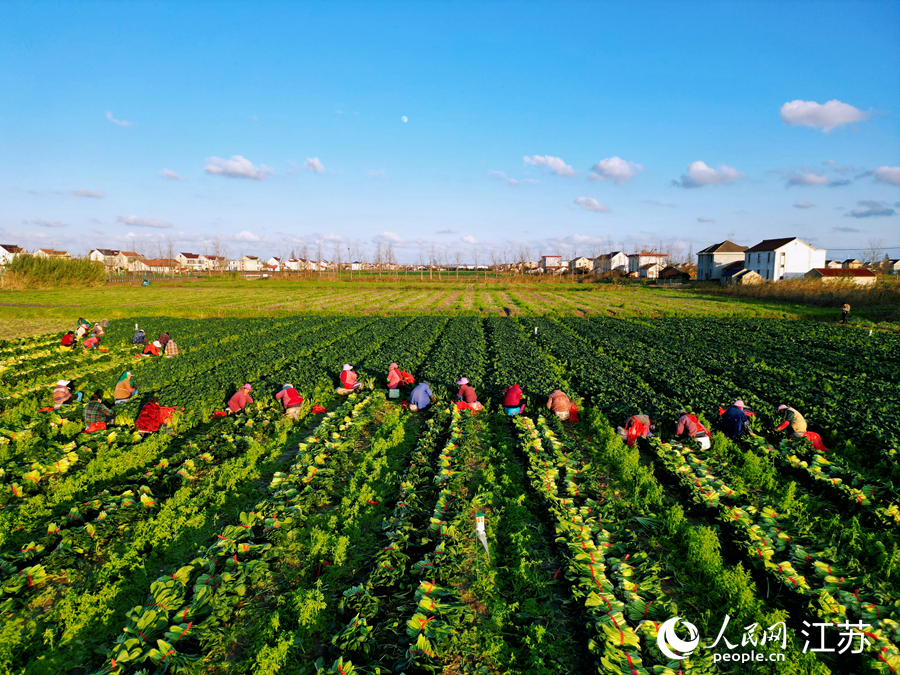 村民们正在忙着采摘蔬菜。人民网记者 王继亮摄