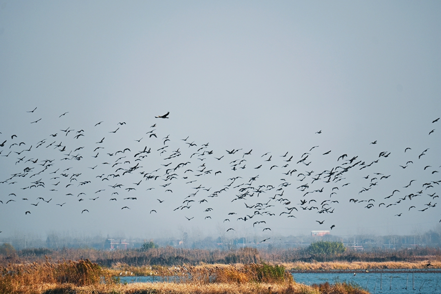 成群的候鸟为冬日湖泊增添无限生机活力。王家琛摄