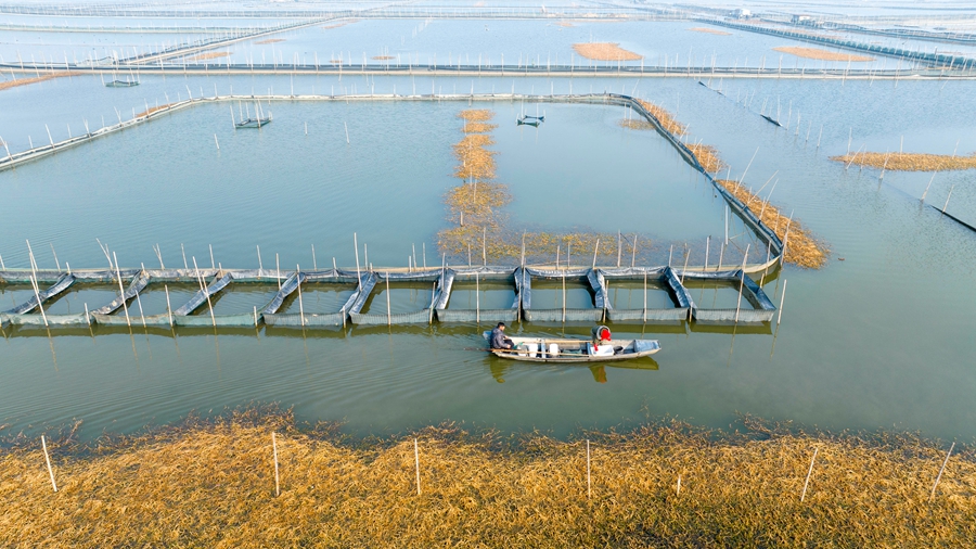 興化大縱湖核心螃蟹養殖區達3500多畝。周社根攝