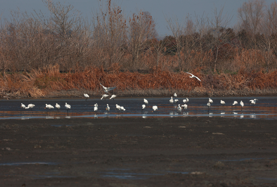 群鸟栖息河滩。史道智摄