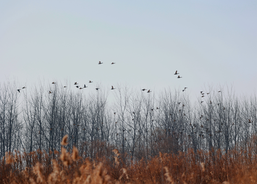 湿地上空群鸟飞翔。史道智摄