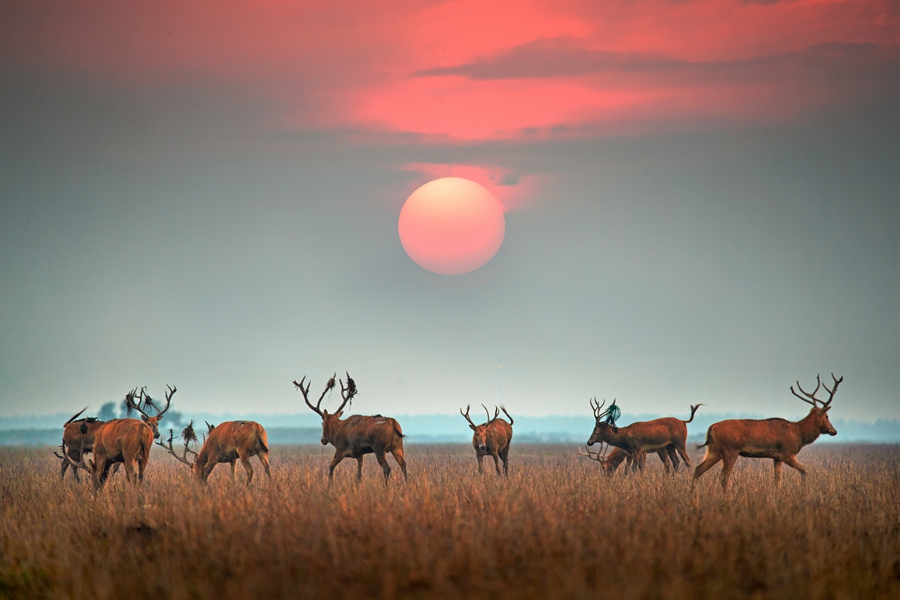 夕阳下的鹿群。贲道春摄