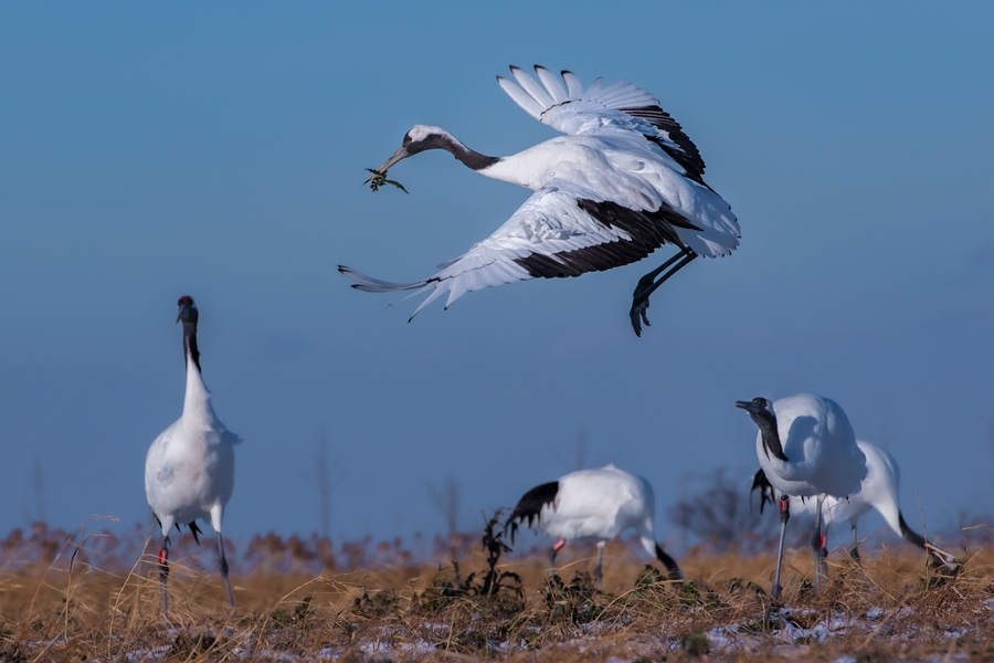 越冬候鳥清晨覓食。 鹽城市濕地和世界自然遺產保護管理中心供。