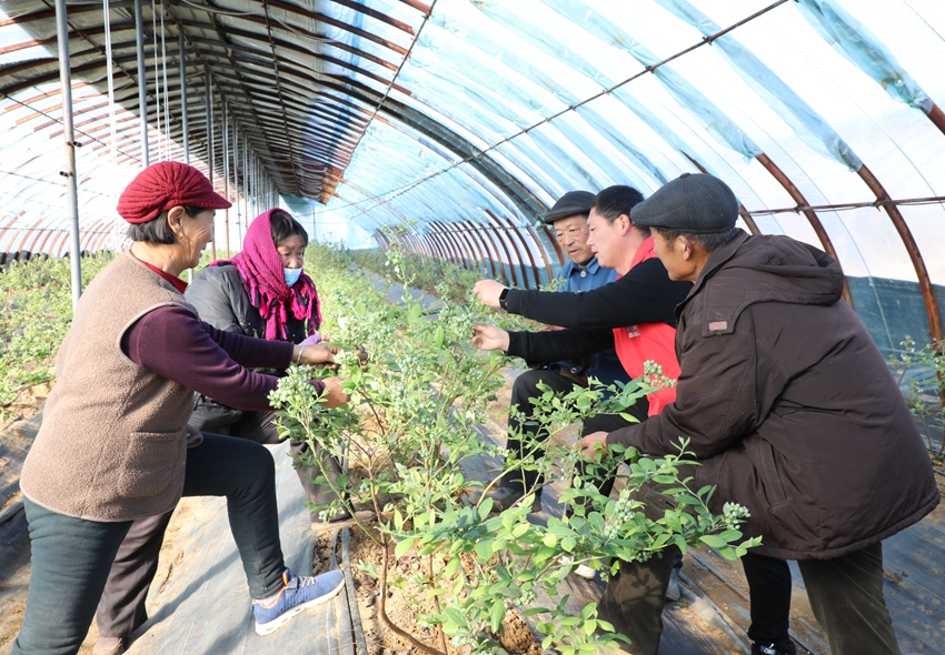 党员志愿技术服务队的成员指导村民种植蓝莓。张南宁摄