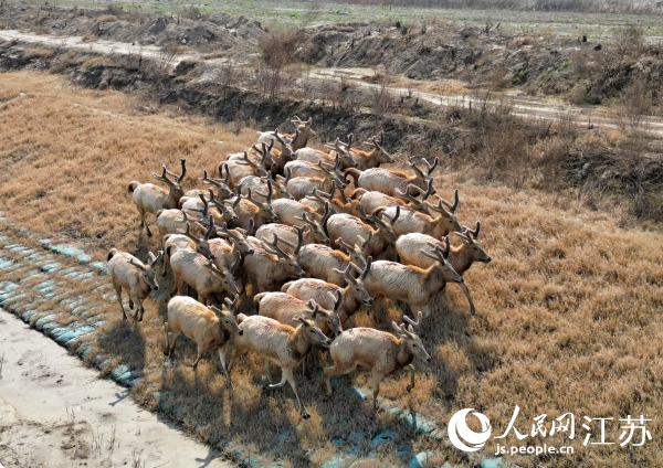 如东县小洋口旅游度假区发现的野生麋鹿群。人民网记者王继亮摄