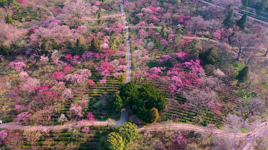 南京梅花山，梅花竞相开放。尹翔摄