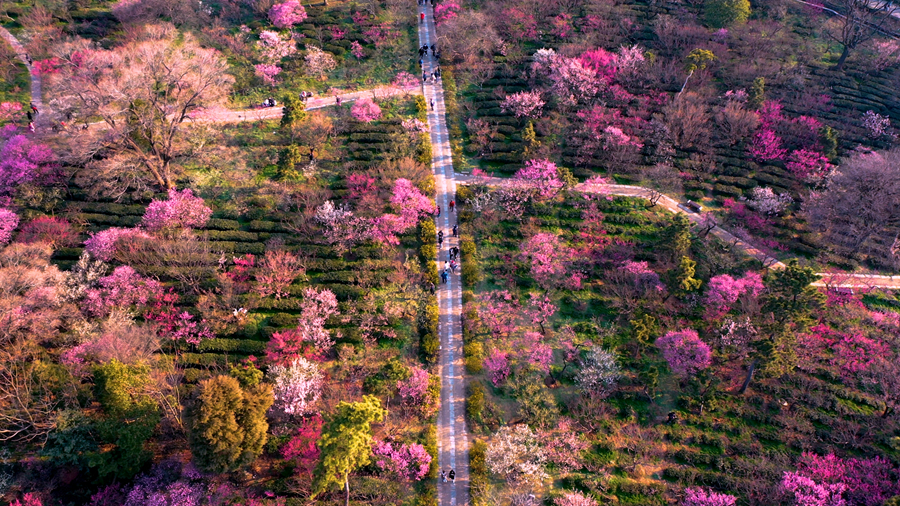 航拍南京梅花山。尹翔摄