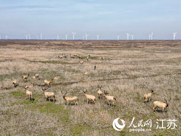 如东县小洋口旅游度假区发现的野生麋鹿群。人民网记者 王继亮摄