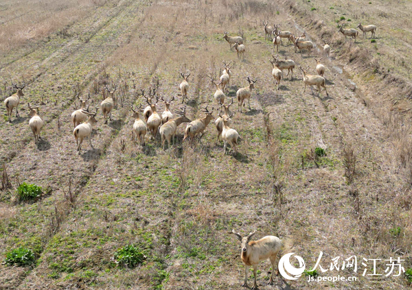 如东县小洋口旅游度假区发现的野生麋鹿群。人民网记者 王继亮摄