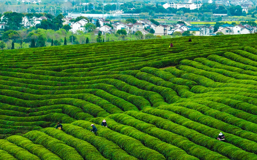 4000畝優質春茶的青山茶場。劉列攝