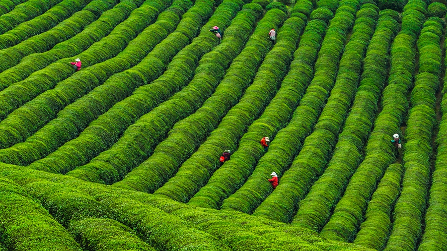 茶农们正在进行明前茶采摘。徐平平摄